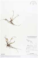 登錄號:BS03405藏品圖，第1張