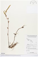 登錄號:BS03406藏品圖，第1張