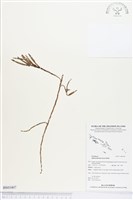 登錄號:BS03407藏品圖，第1張