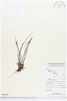 登錄號:BS03409藏品圖，第1張