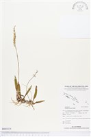 登錄號:BS03410藏品圖，第1張