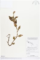 登錄號:BS03411藏品圖，第1張