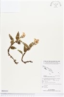 登錄號:BS03412藏品圖，第1張