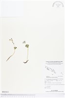 登錄號:BS03413藏品圖，第1張