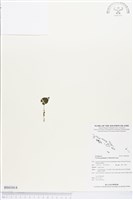 登錄號:BS03414藏品圖，第1張