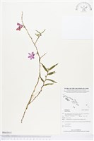 登錄號:BS03415藏品圖，第1張