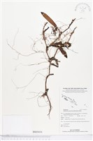 登錄號:BS03416藏品圖，第1張