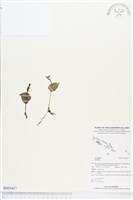 登錄號:BS03417藏品圖，第1張