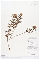 登錄號:BS03418藏品圖，第1張