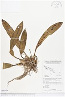 登錄號:BS03419藏品圖，第1張