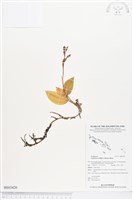 綠花斑葉蘭、鳥喙斑葉蘭藏品圖，第1張