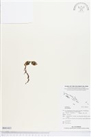 登錄號:BS03421藏品圖，第1張