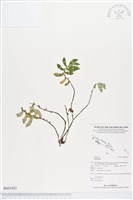 登錄號:BS03422藏品圖，第1張