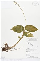 登錄號:BS03423藏品圖，第1張