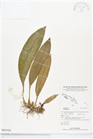 登錄號:BS03424藏品圖，第1張