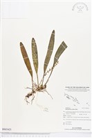 登錄號:BS03425藏品圖，第1張