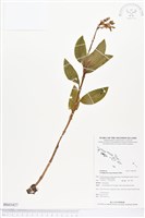 登錄號:BS03427藏品圖，第1張