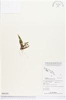 登錄號:BS03428藏品圖，第1張