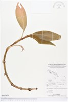 登錄號:BS03429藏品圖，第1張