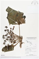 登錄號:BS03431藏品圖，第1張