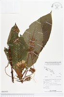 登錄號:BS03433藏品圖，第1張