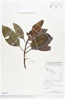 登錄號:BS03434藏品圖，第1張