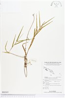 登錄號:BS03435藏品圖，第1張