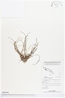 登錄號:BS03436藏品圖，第1張