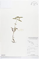 登錄號:BS03439藏品圖，第1張