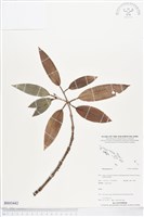 登錄號:BS03442藏品圖，第1張