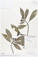 登錄號:BS03443藏品圖，第1張