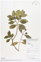 登錄號:BS03444藏品圖，第1張