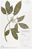 登錄號:BS03445藏品圖，第1張