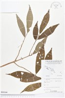 登錄號:BS03446藏品圖，第1張