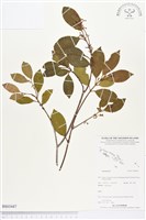 登錄號:BS03447藏品圖，第1張