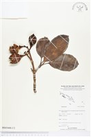 登錄號:BS03448藏品圖，第1張