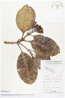 登錄號:BS03448藏品圖，第2張