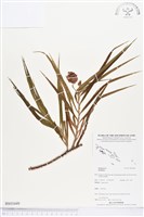 登錄號:BS03449藏品圖，第1張