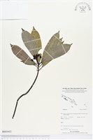 登錄號:BS03452藏品圖，第1張