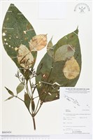 登錄號:BS03454藏品圖，第1張