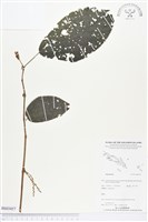 登錄號:BS03457藏品圖，第1張