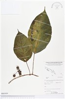 登錄號:BS03459藏品圖，第1張