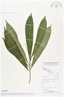 登錄號:BS03463藏品圖，第1張