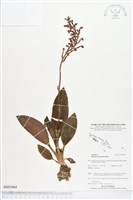 登錄號:BS03464藏品圖，第1張