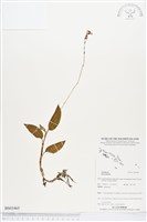 登錄號:BS03465藏品圖，第1張