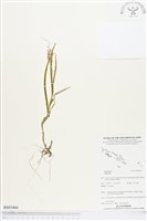 登錄號:BS03466藏品圖，第1張