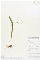 登錄號:BS03467藏品圖，第1張