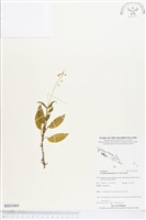 登錄號:BS03468藏品圖，第1張