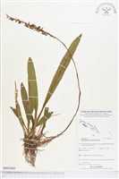 登錄號:BS03469藏品圖，第1張