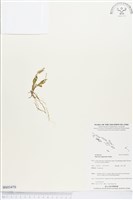 登錄號:BS03470藏品圖，第1張